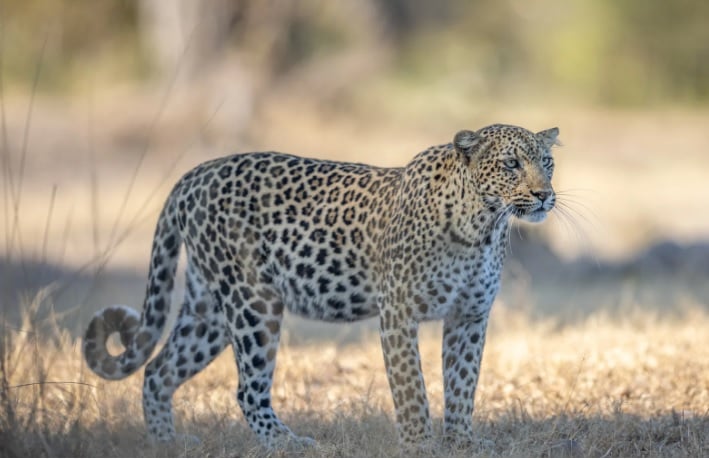 8 Day South Luangwa Wildlife Photography Pangolin Safari 